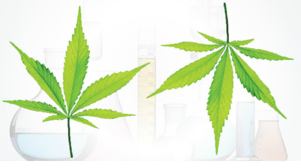 Fast and easy achiral and chiral analysis of cannabinoids